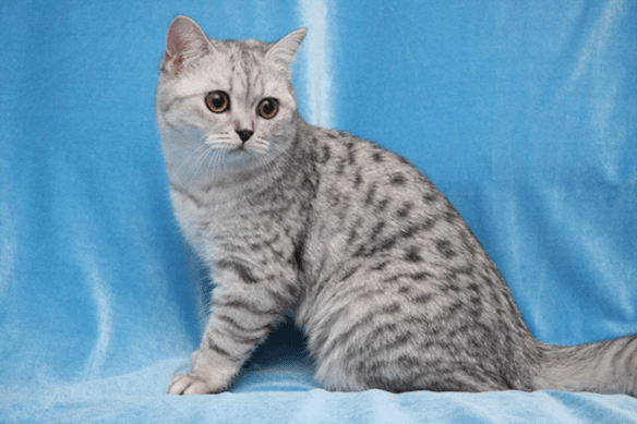 Британская короткошерстная кошка серебряного окраса